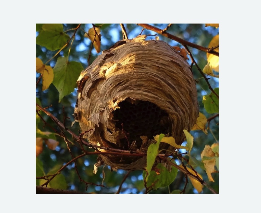 Обработка от шершней в Котельниче