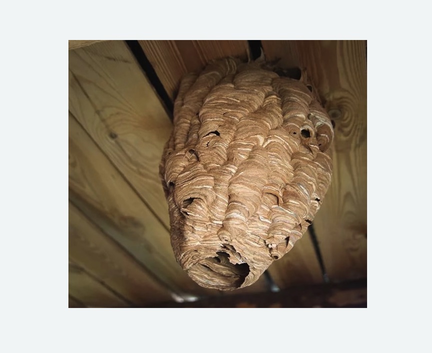 обработка от шершней в Котельниче