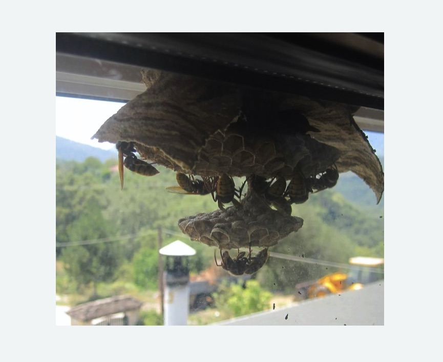 Уничтожение гнёзд шершней в Котельниче