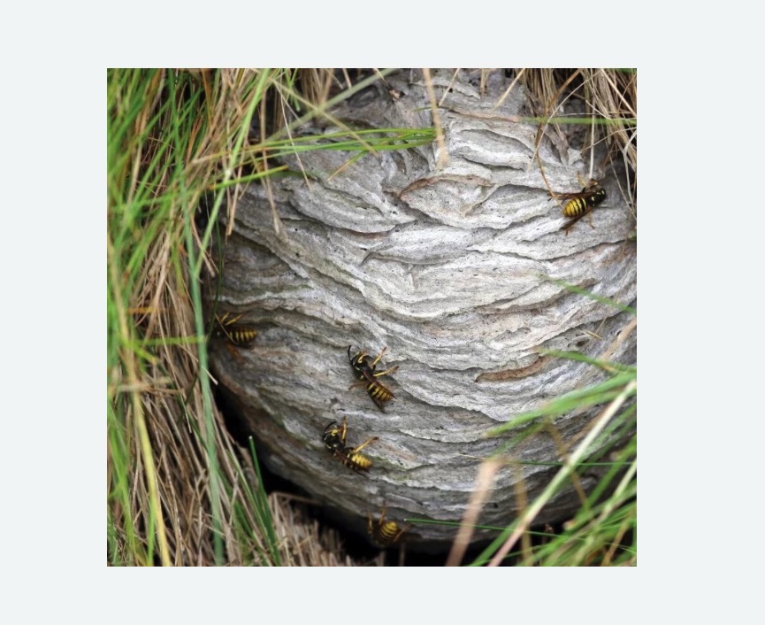 Уничтожение ос и ульев в Котельниче